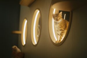 MOVA MeowgicPod LR10 Prime Automatic Litter Box Review and Analysis - Featured image