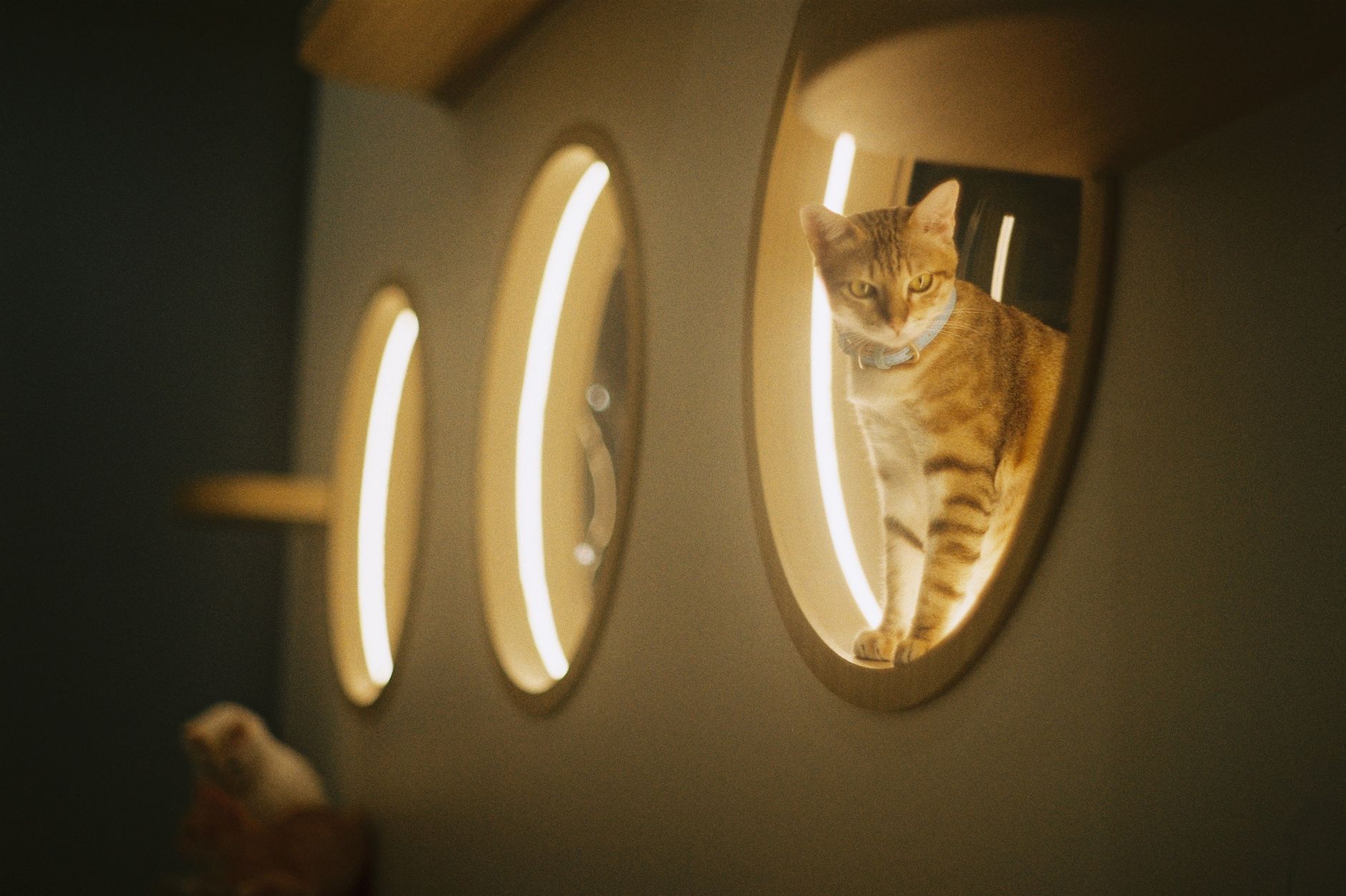 MOVA MeowgicPod LR10 Prime Automatic Litter Box Review and Analysis - Featured image