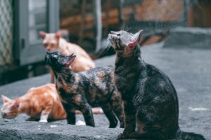 Multi-cat households benefit most from outdoor environments, new research indicates - Featured image