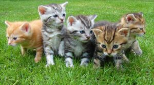 National Kitten Day adoption event scheduled at Columbia PetSmart location Friday evening - Featured image