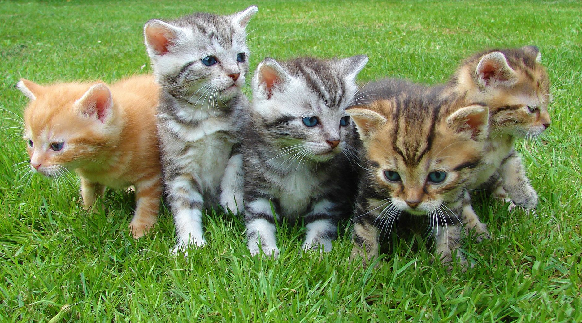 National Kitten Day adoption event scheduled at Columbia PetSmart location Friday evening - Featured image