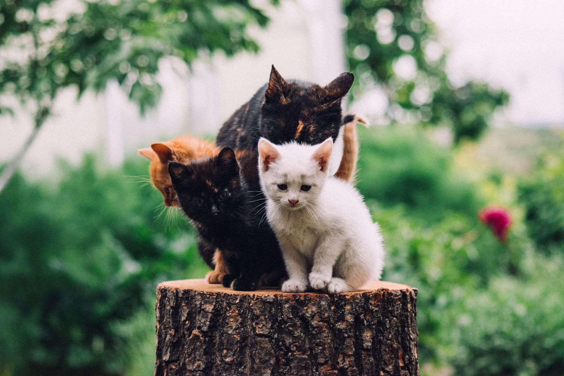 National Kitten Day: surprising facts all feline lovers need to know - Featured image