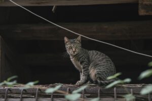 New Cat-Themed Bar Venue Coming to Lovettsville Virginia This Year - Featured image