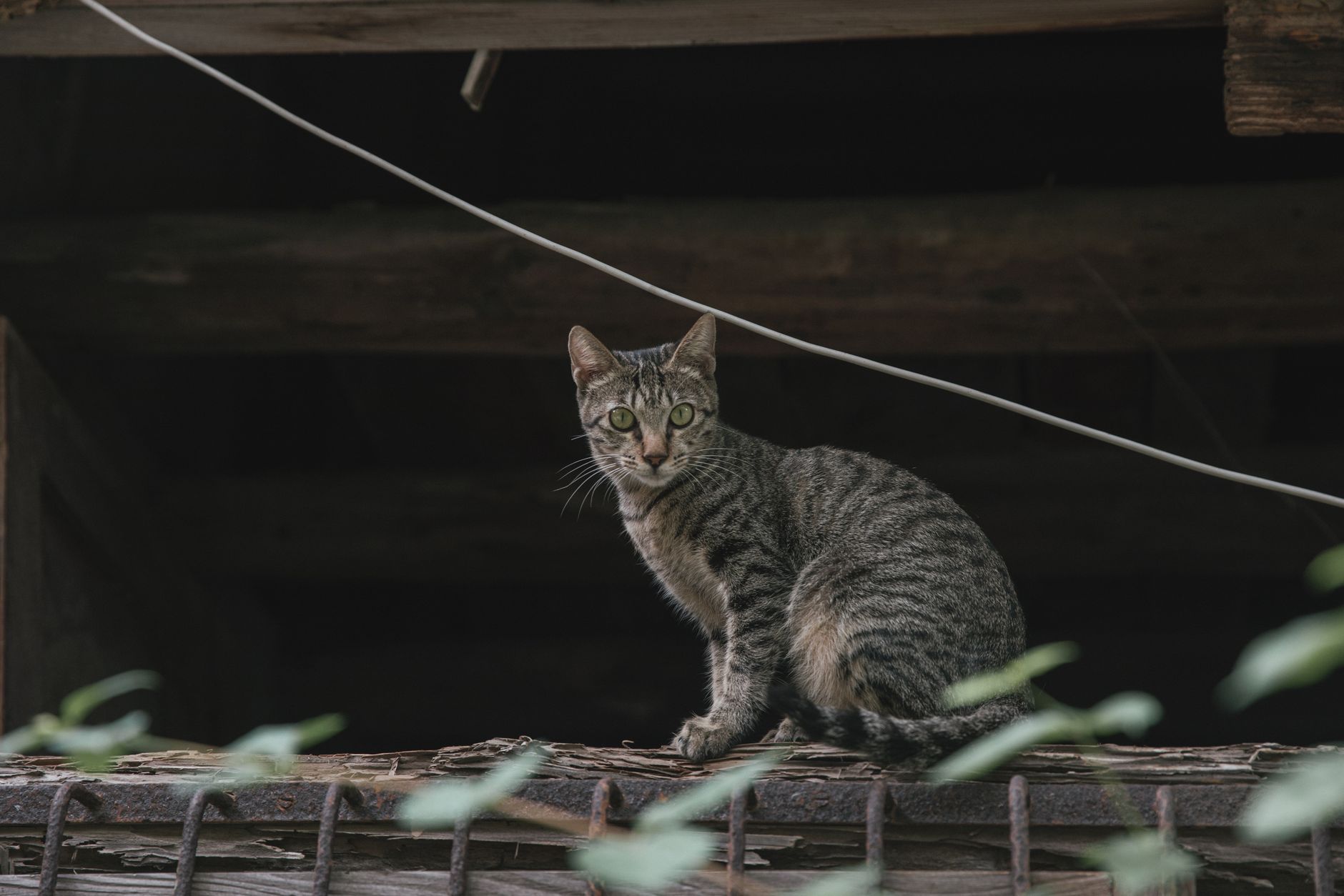 New Cat-Themed Bar Venue Coming to Lovettsville Virginia This Year - Featured image
