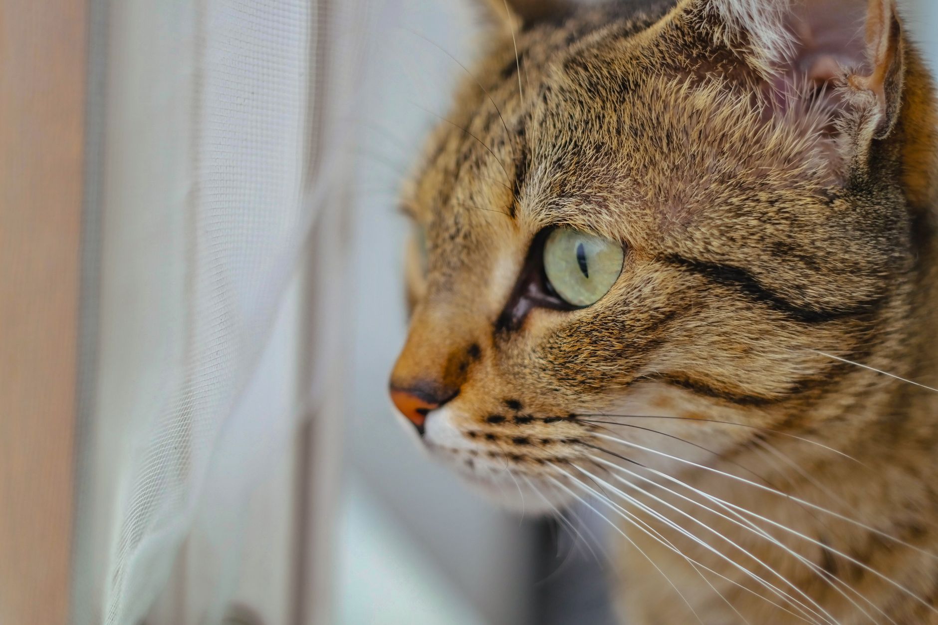 Ocala Feline Rescue Gets Equipment Boost From Marion County - Featured image