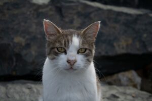 Ohio Animal Facility Pursues Legal Action Against Kitten Abandonment Suspects - Featured image