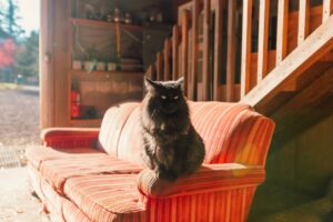 Oregon Judge Weighs Whether an Indoor-Outdoor Cat Has a Legal Right to Roam - Featured image