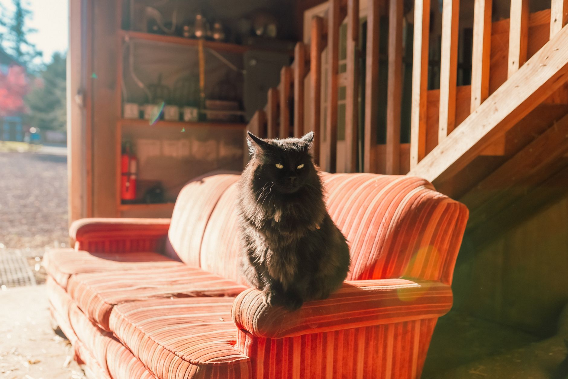 Oregon Judge Weighs Whether an Indoor-Outdoor Cat Has a Legal Right to Roam - Featured image