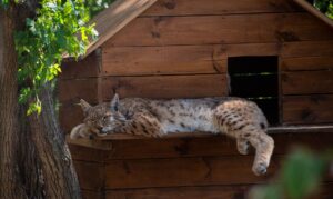 Orphaned bobcat kittens find refuge at Saratoga wildlife center for rehabilitation - Featured image