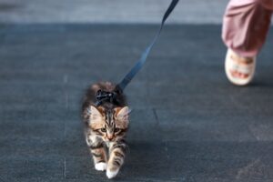Pet Safety Crisis: How to Prevent Deadly Dog and Cat Encounters - Featured image