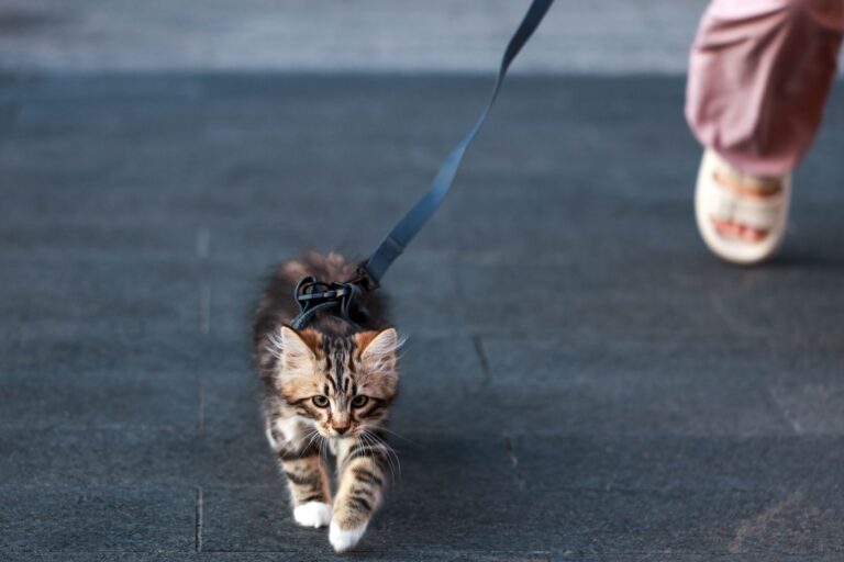 Pet Safety Crisis: How to Prevent Deadly Dog and Cat Encounters - Featured image