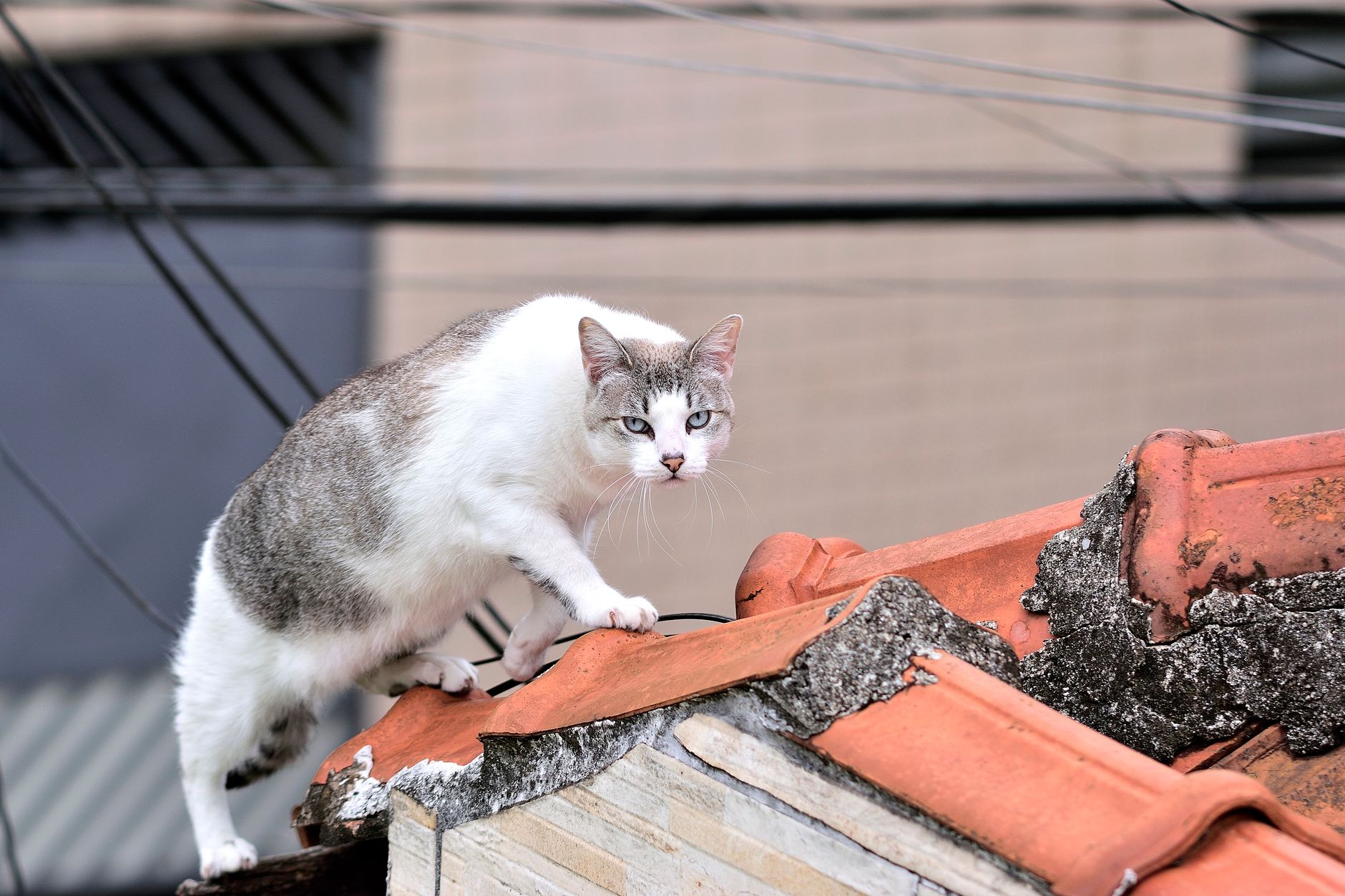 Pet Survives Intense Fire: How Firefighters Rescued Beloved Family Feline - Featured image