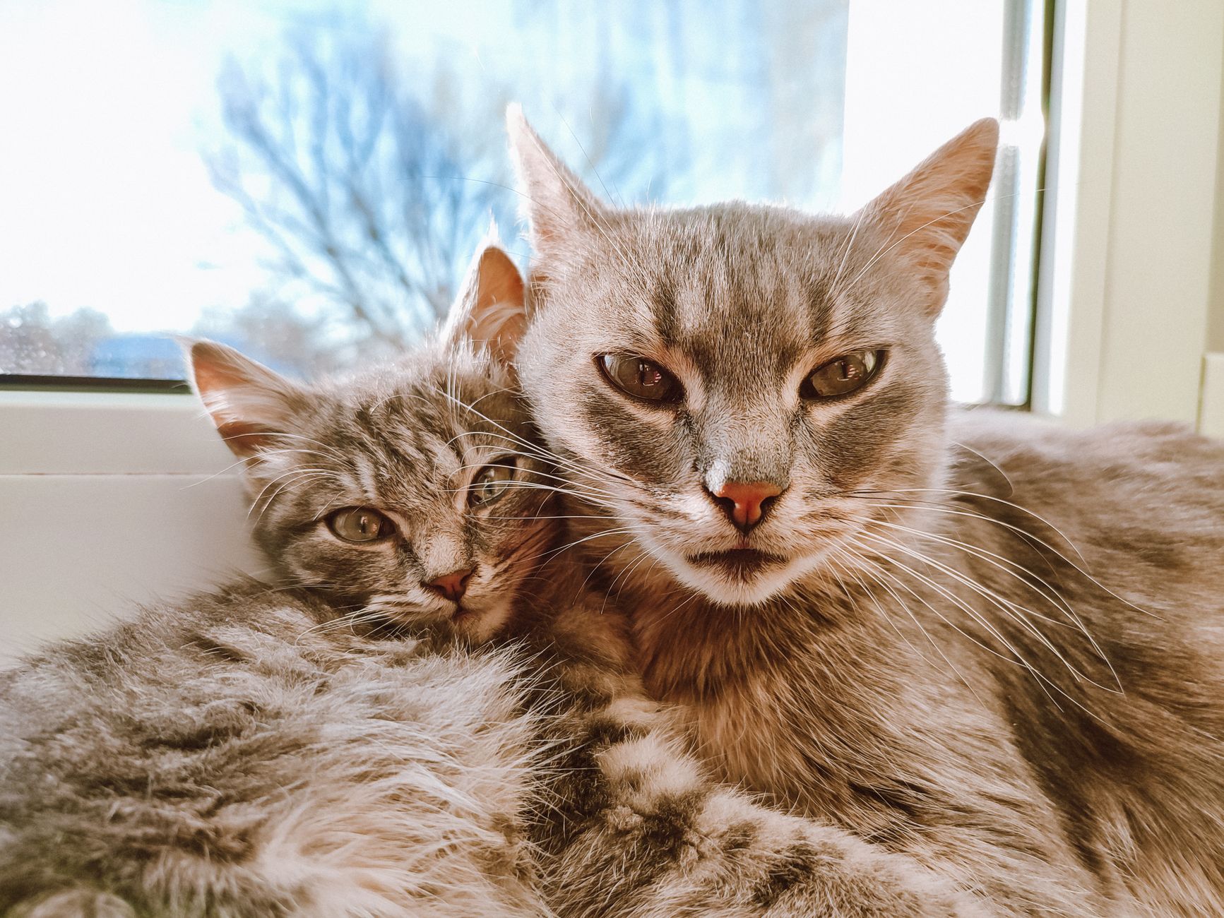 PetSmart's Guide to Canada's Top 25 Most Cat-Friendly Destinations - Featured image