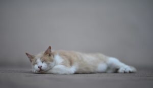 Portable Cat Enclosure On Wheels Offers Durability And Pet Safety - Featured image