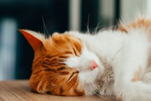 Premium Cat Loft From Amazon Blends Modern Wood With Practical Storage - Featured image