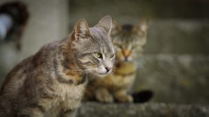 Preventing Feline Boredom: 7 Ways to Stimulate Your House Cat - Featured image