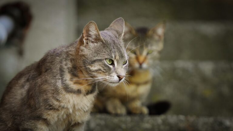 Preventing Feline Boredom: 7 Ways to Stimulate Your House Cat - Featured image