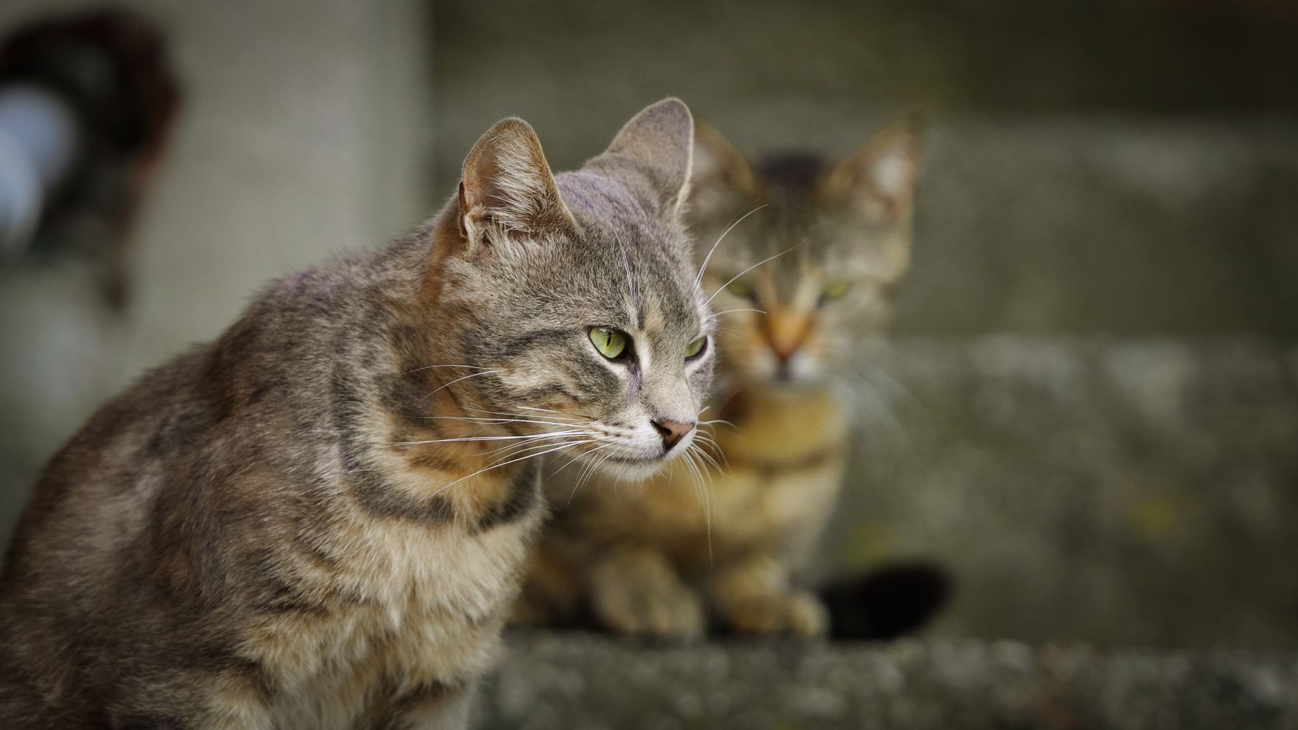Preventing Feline Boredom: 7 Ways to Stimulate Your House Cat - Featured image