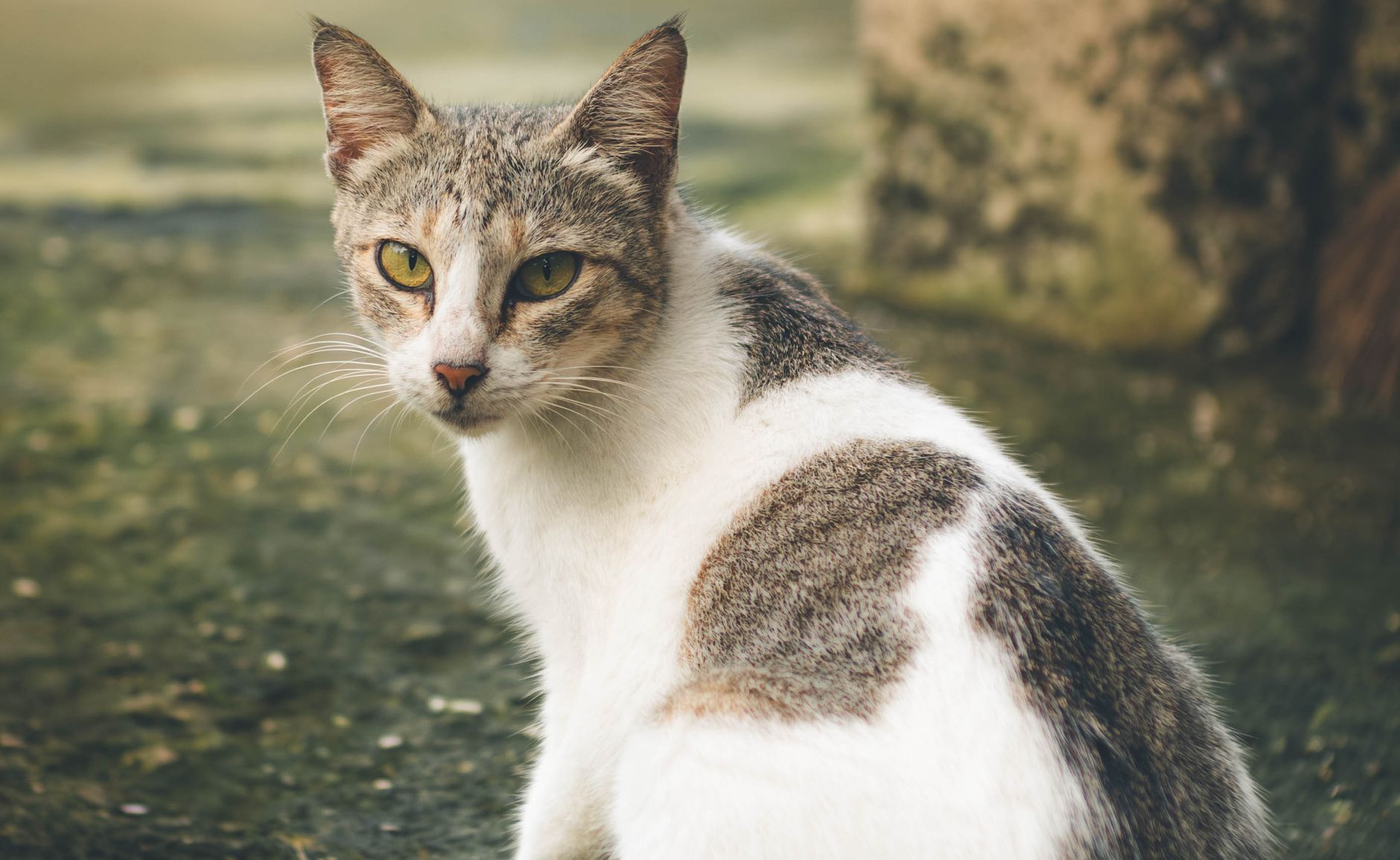 Rabies-infected cat discovered near Fairfax County school poses health risk to residents - Featured image