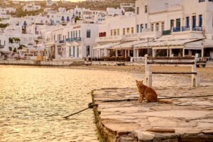 Remote Greek Island Welcomes Cat Lovers Offering Complimentary Housing and Relocation - Featured image