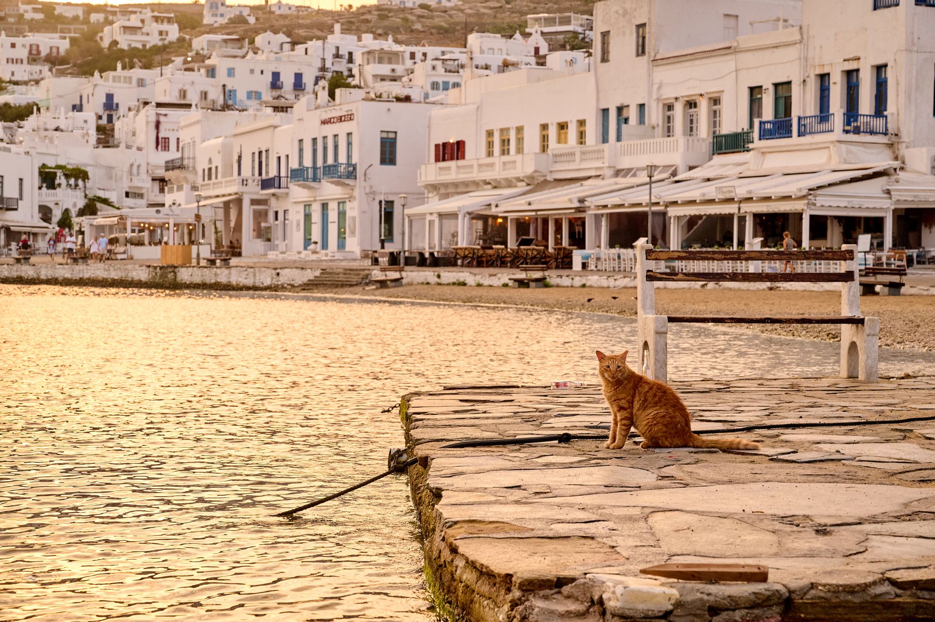 Remote Greek Island Welcomes Cat Lovers Offering Complimentary Housing and Relocation - Featured image