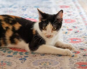 Rescue kitten born deaf discovers new life after abusive mill escape - Featured image