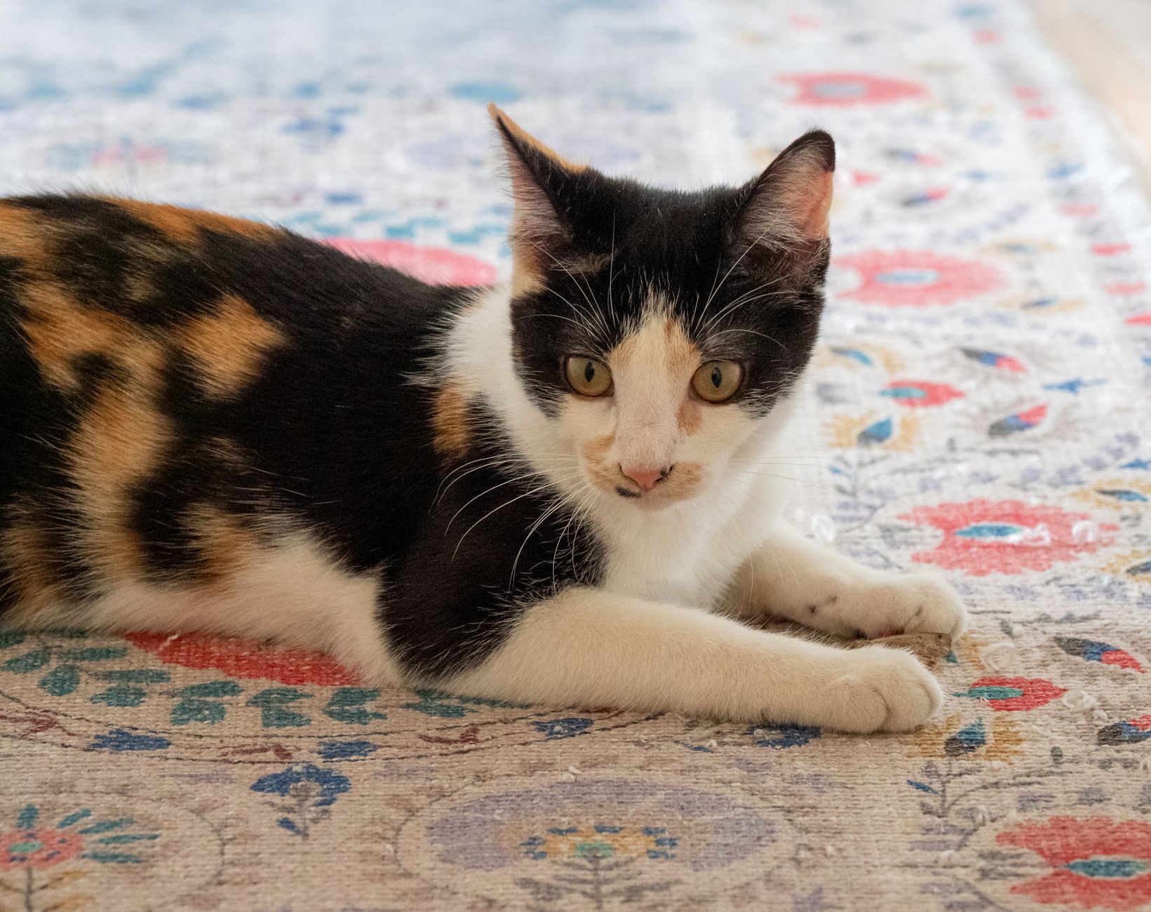 Rescue kitten born deaf discovers new life after abusive mill escape - Featured image