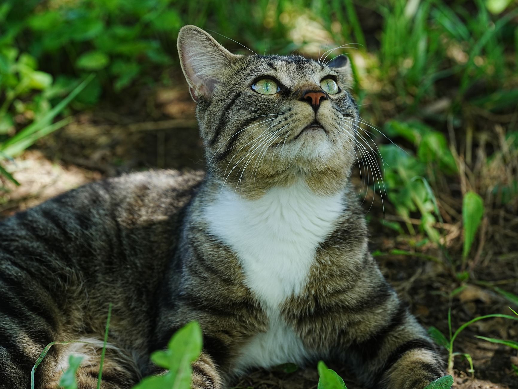 Revolutionary Cat Litter Box Design Eliminates Common Household Pet Problems - Featured image