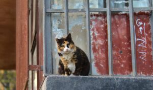 Rio Grande Valley Study Reveals Cats Carry Typhus-Causing Fleas Bacteria - Featured image