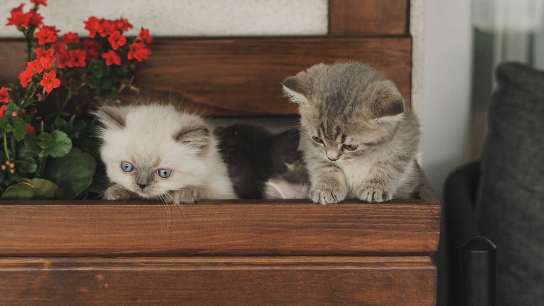 Seven-week-old Maine Coon kitten towers over average household cats - Featured image
