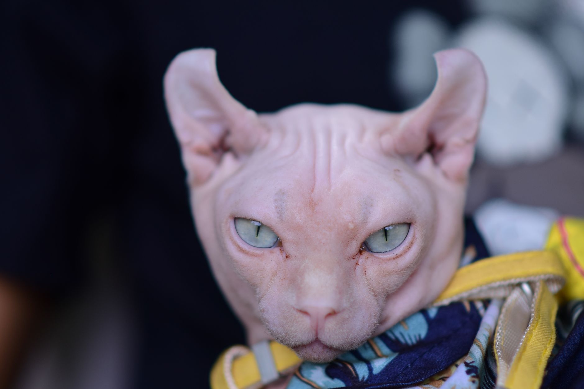 Sphynx Cat Baby Bears Uncanny Resemblance to E.T. Movie Star - Featured image