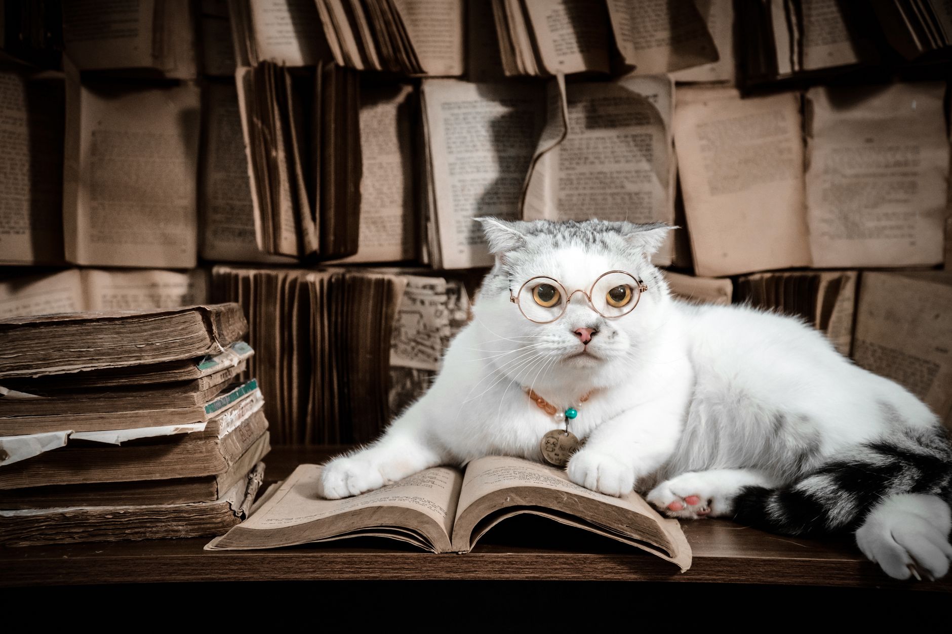 Study Shows Cat Fleas Transmit Dangerous Bacteria Threatening South Texas Residents - Featured image