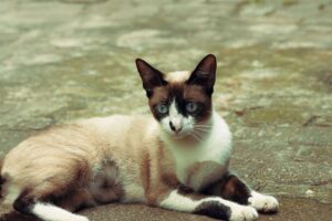 Stunning Rare Cat Breed Now Available: Adoption Information Inside - Featured image