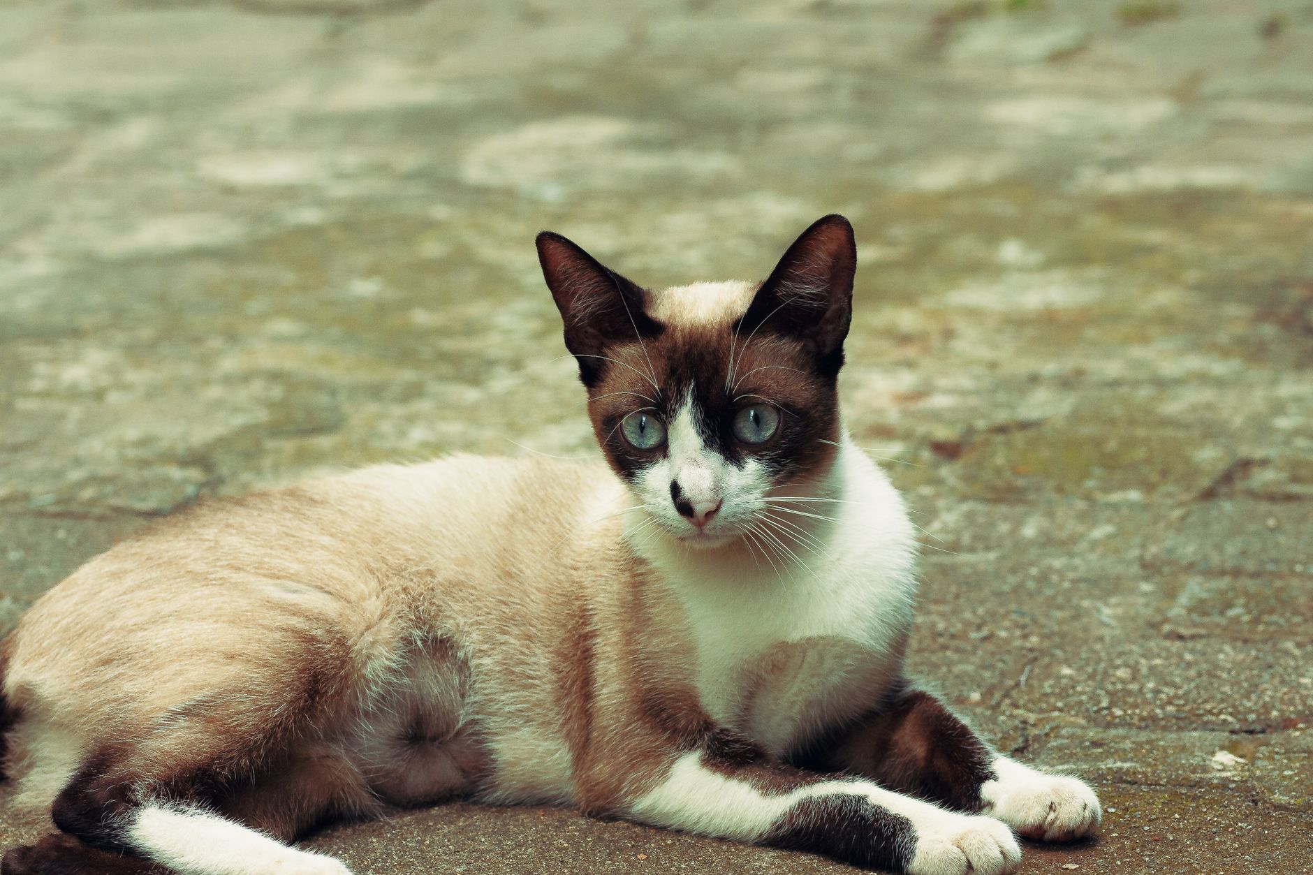 Stunning Rare Cat Breed Now Available: Adoption Information Inside - Featured image