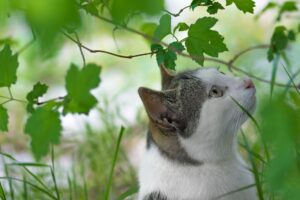 Summer Cat Adoption 2026: Orange County Shelters Highlight Felines Needing Homes - Featured image