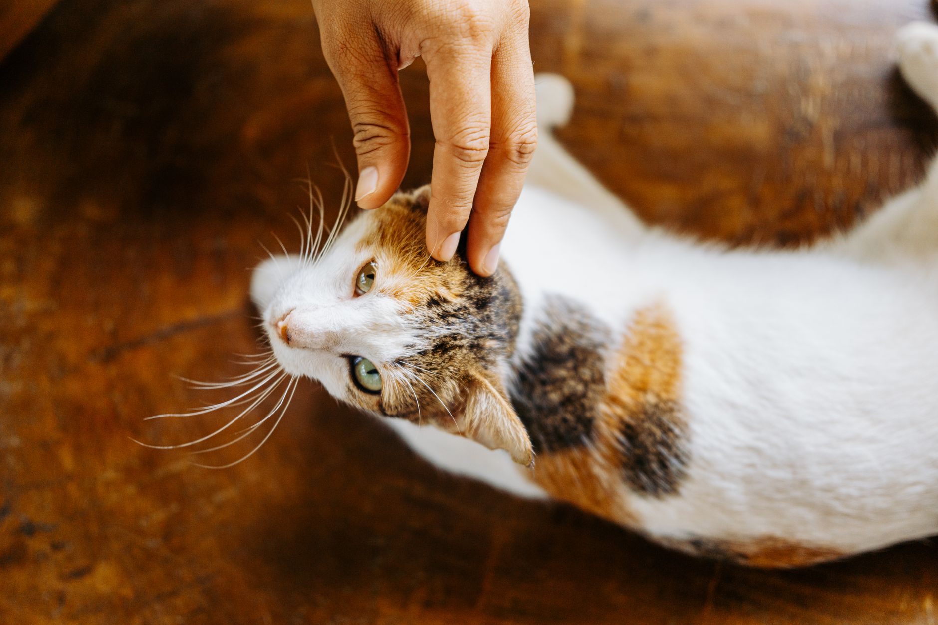 Touching Scene Captures Kitten Meeting His Cat Companions After Long Separation - Featured image