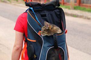 Traveling Cat Simon Explores Southern Utah And Global Destinations With JJ Yosh - Featured image