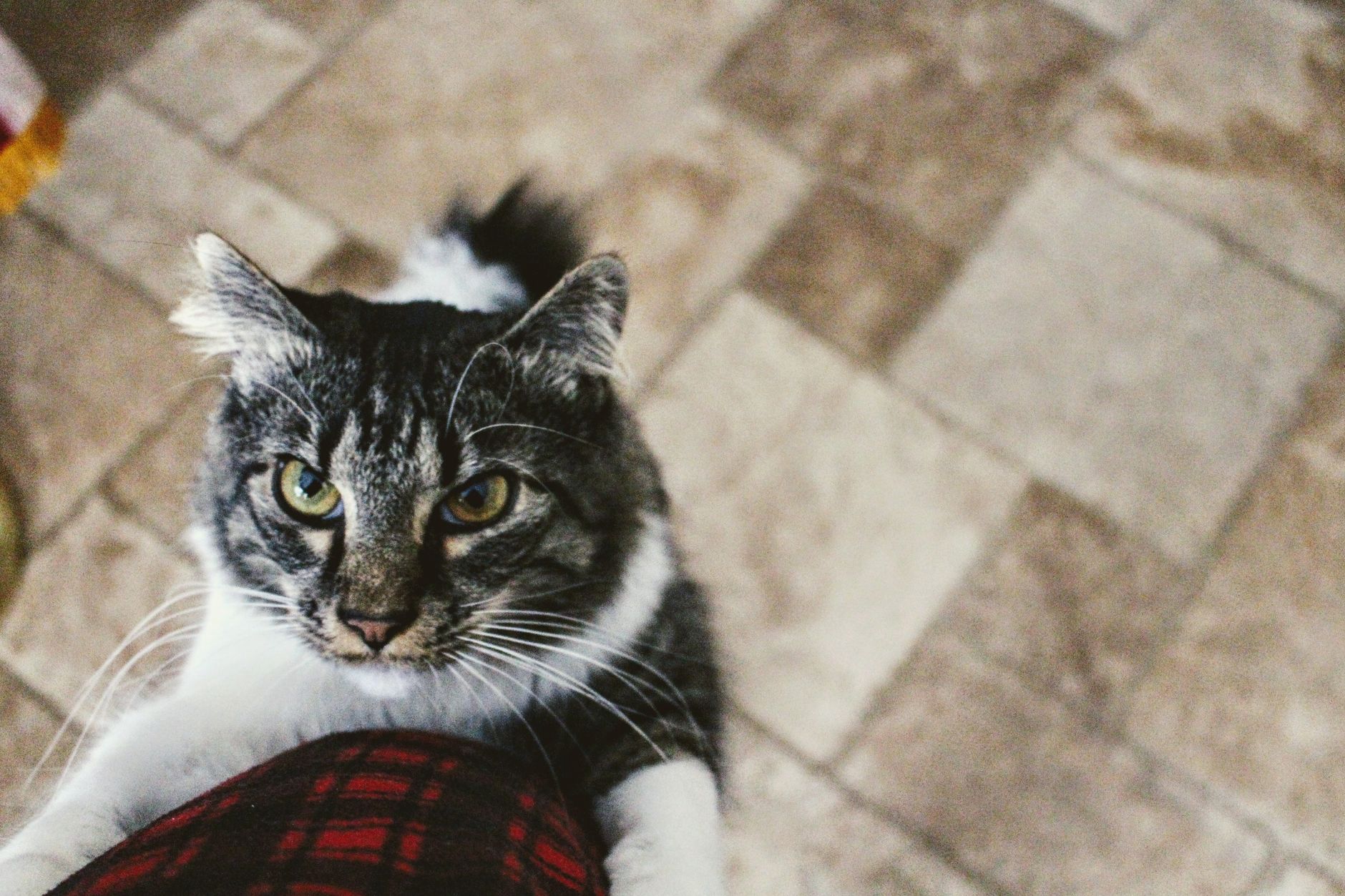 Unexpected Feline Visitor Disrupts Live Ballet Performance on Stage - Featured image