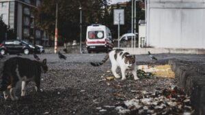 Urgent: dozens of cats saved from hoarding crisis in Virginia - Featured image
