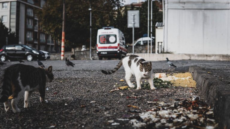 Urgent: dozens of cats saved from hoarding crisis in Virginia - Featured image