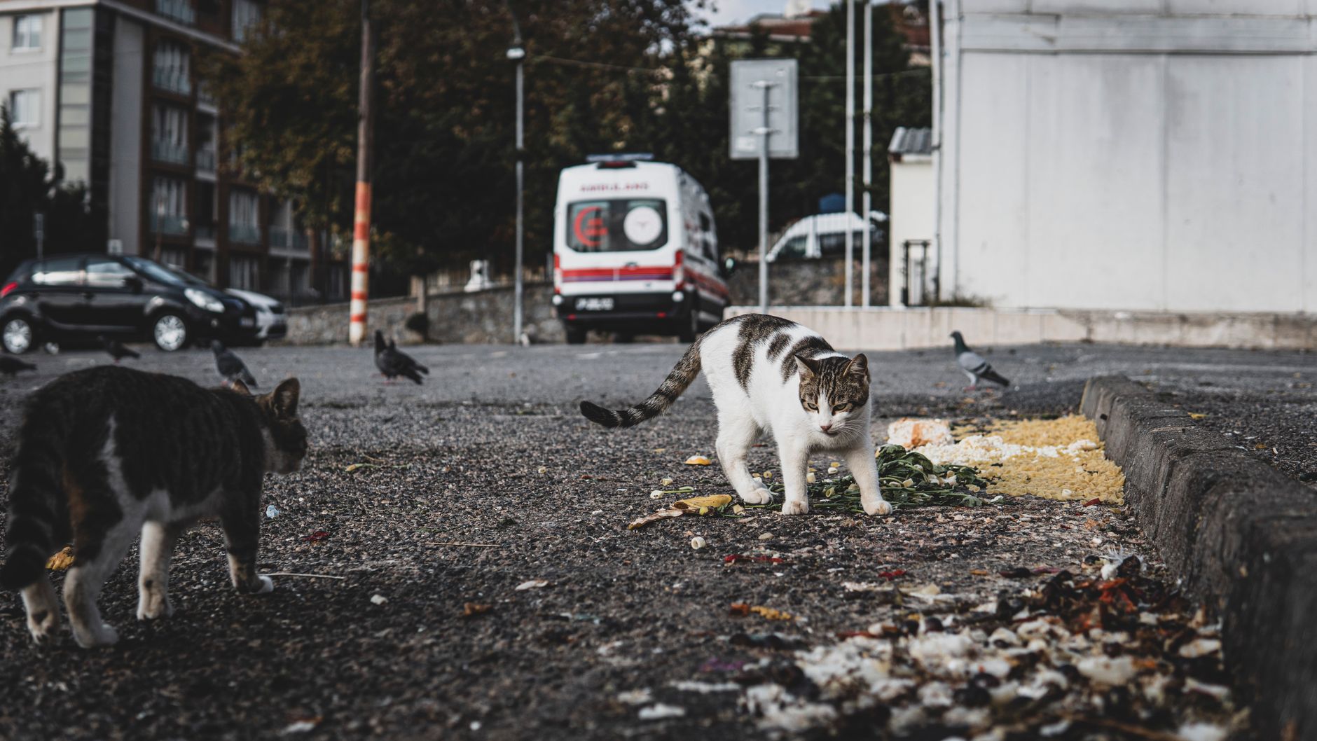 Urgent: dozens of cats saved from hoarding crisis in Virginia - Featured image