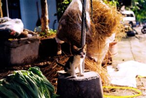 Vietnam's Feline Rescue Wave Reflects Nation's Shifting Attitudes Toward Controversial Foods - Featured image