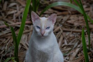 What Is a Albino Cat - Featured image
