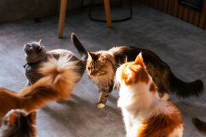 What Is a Dilute Coat Cat - Featured image