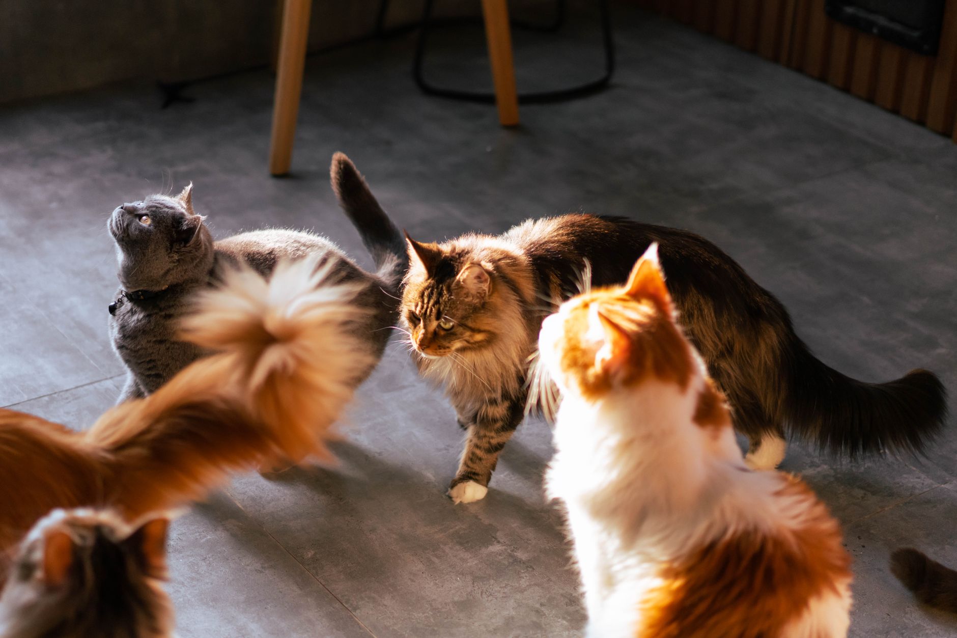 What Is a Dilute Coat Cat - Featured image