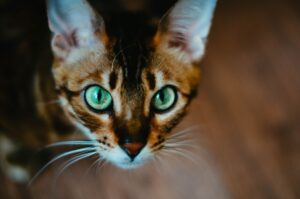 What Is a Green Eyed Cat Breed - Featured image