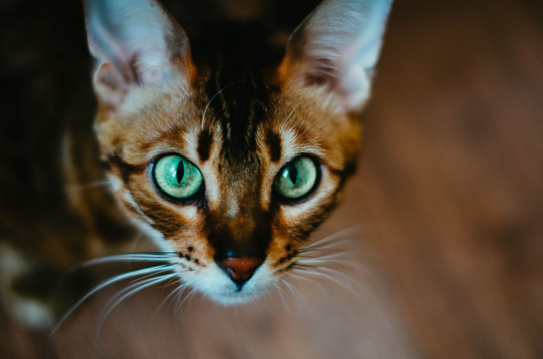 What Is a Green Eyed Cat Breed - Featured image