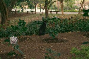 What Is a Melanistic Cat - Featured image