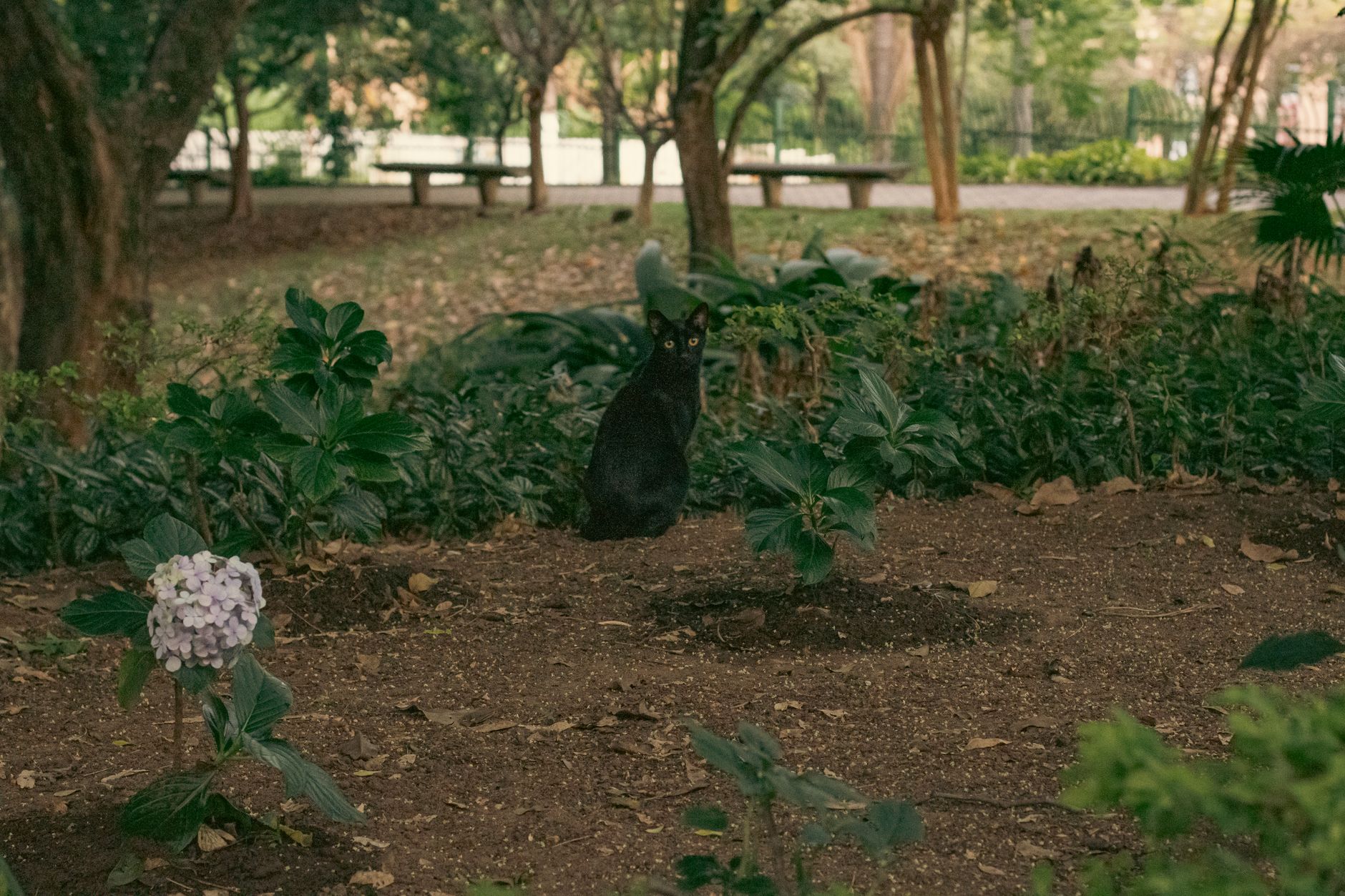 What Is a Melanistic Cat - Featured image
