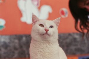 What Is a Odd Eye Color Cat - Featured image